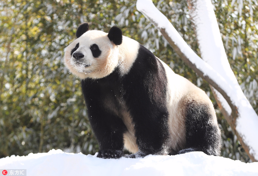 旅韩大熊猫“爱宝”遇雪超兴奋！啃雪人自嗨玩疯了【3】