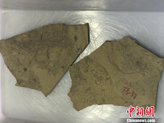中国科学家发现生物固氮的最早化石证据