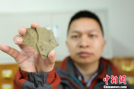 中国科学院南京地质古生物研究所早期生命研究团队在安徽寿县约8亿年前的化石中，发现了具有多细胞和细胞分化的“大型安徽丝藻”，其成为早期生物固氮的最早化石证据。　杨颜慈 摄