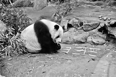 大熊猫年夜饭吃什么？饲养队班长：竹笋+胡萝卜