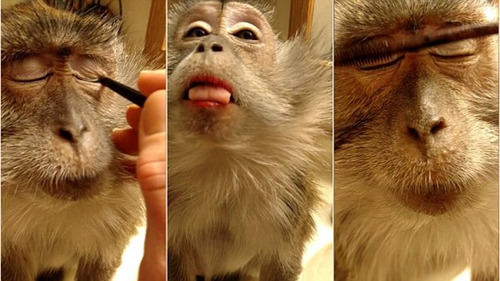 给猴子化妆。