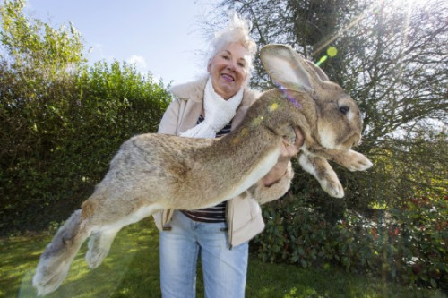 巨型兔子。