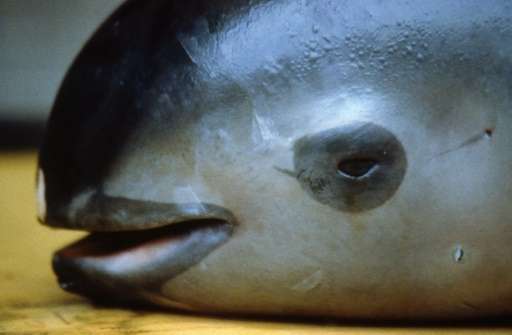 死亡的加州湾鼠海豚，身上还挂着伤痕。图片来源：phys.org.jpg