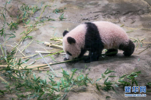 大熊猫香香成日本网红 主播 小使者 塑造中国亲