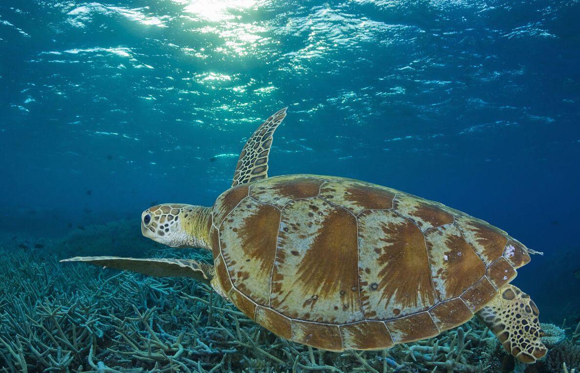 绿海龟可能在百年后灭绝 原因竟然是这个