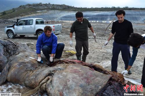 资料图片：海洋生物学研究人员于此前在西班牙格拉纳达地区南部海滩搁浅死亡的一头重达4.5吨的抹香鲸尸体胃部发现约17公斤的“人类垃圾”，其中包括床单、塑料废品等。