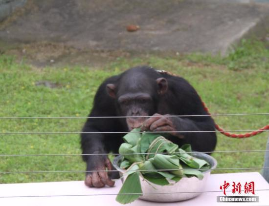 资料图片：黑猩猩。 孙权 摄