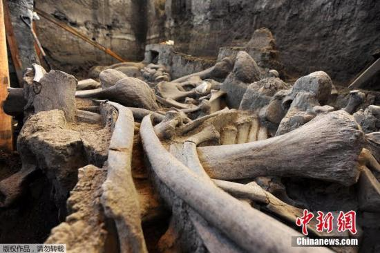 当地时间5月17日，墨西哥国家人类学和历史研究所的考古学家挖掘大量猛犸象牙化石。据了解，猛犸象牙化石在2015年12月被发现，年代为更新世时期。