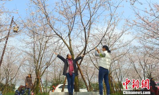 图为扬州“樱花大道”樱花开，美景醉游人。　孟德龙 摄