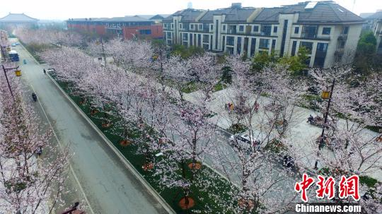 图为扬州“樱花大道”樱花开，宛如漫天雪。　孟德龙 摄