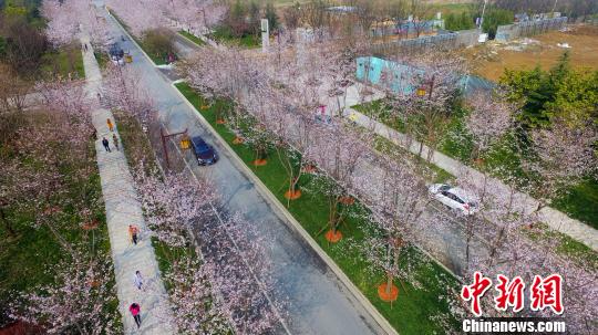 图为扬州“樱花大道”樱花开，宛如漫天雪。　孟德龙 摄