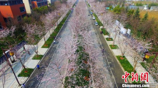 图为扬州“樱花大道”樱花开，宛如漫天雪。　孟德龙　摄