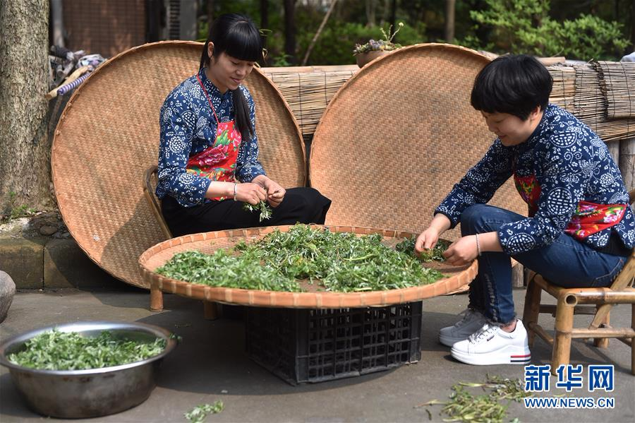 （社会）（2）“捣青草为汁” 和粉作青团