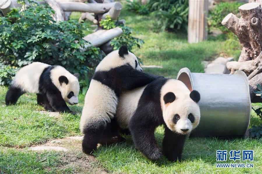 （社会）（2）澳门大熊猫双胞胎喜迎一周岁生日