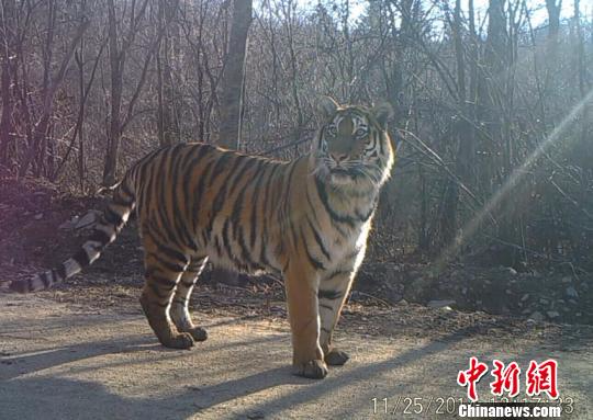 在珲春由红外线相机拍到的野生东北虎。吉林省林业厅供图