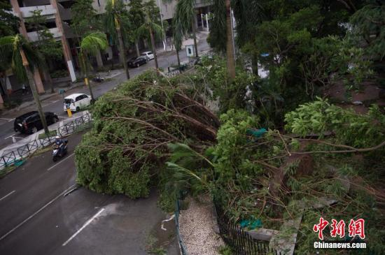 8月23日，今年第13号台风“天鸽”正面袭击澳门，最大阵风达17级，澳门悬挂自回归以来的首个十号风球。受其影响，海陆空交通中断，海水倒灌。澳门民防行动中心表示，台风“天鸽”袭澳至今，共有3人死亡。图为街上树木被连根拔起。 <a target='_blank' href='http://www.chinanews.com/'></table>中新社</a>记者 龙土有 摄