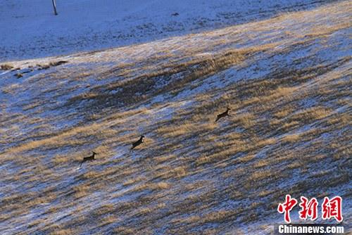 极度濒危物种普氏原羚野外种群数量与大熊猫持平