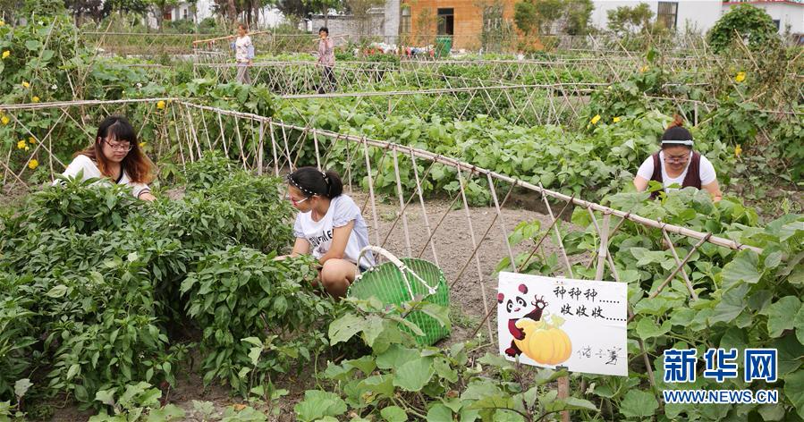 #（社会）（2）江苏海安：“开心农场”返璞归真