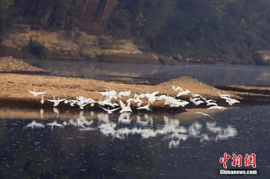 12月7日，在湖北远安县花林寺镇桃李村，成群的白鹭在河滩上时而结伴高飞，时而漫步河滩，场景十分壮观。白鹭体态纤瘦，通体着白色羽毛，喜欢栖息于沼泽、稻田、湖泊或滩涂地，寻食时不结群，而以分散形式或单独在河滩、湖边窥视食物，已被列入《濒危野生动植物种国际贸易公约》名单。近年来，远安县加大中小河流域生态治理力度，维护河库生态系统完整，使沿河两岸的生态环境得到明显改善，为白鹭等鸟类繁衍栖息创造了良好的生存环境。 王光华 摄