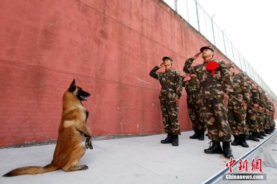 近日，军犬多多因为在哨位告别仪式上的一个“敬礼”，成为了“网红”。11月28日，多多巡逻时遇到退役老兵告别哨位，听到“敬礼”口令，立马坐立竖起前腿向老兵“敬礼”。<span target='_blank' href='http://www.chinanews.com/'></div>中新社</span>发 吴佳洪 摄 图片来源：CNSPHOTO