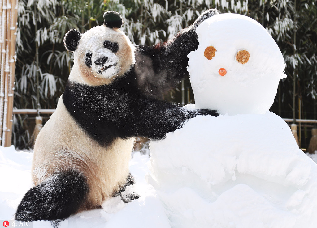 旅韩大熊猫“爱宝”遇雪超兴奋！啃雪人自嗨玩疯了【2】