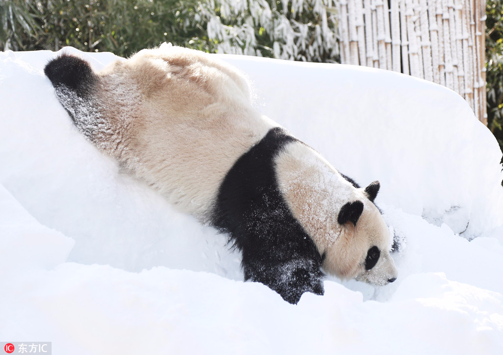 旅韩大熊猫“爱宝”遇雪超兴奋！啃雪人自嗨玩疯了【4】