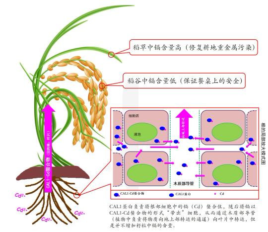 中国科学家发现水稻控“毒”新机制有助防控“镉大米”