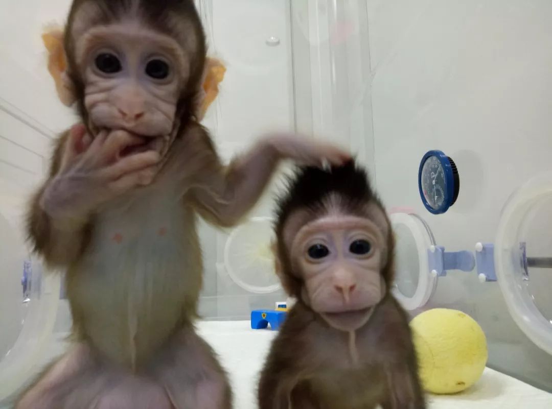两只克隆猴在中国诞生，中国突破克隆灵长类动物世界难题